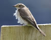 Spotted Flycatcher